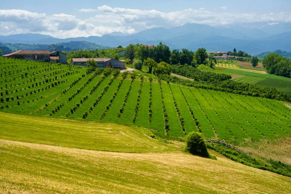 Venkovská Krajina Jaře Langhe Dogliani Provincie Cuneo Piemont Itálie Památky — Stock fotografie