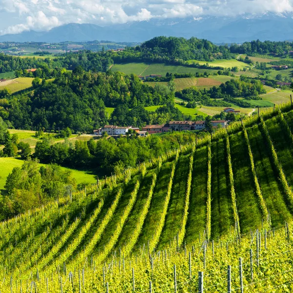 Landelijk Landschap Van Wijngaarden Lente Langhe Bij Alba Provincie Cuneo — Stockfoto