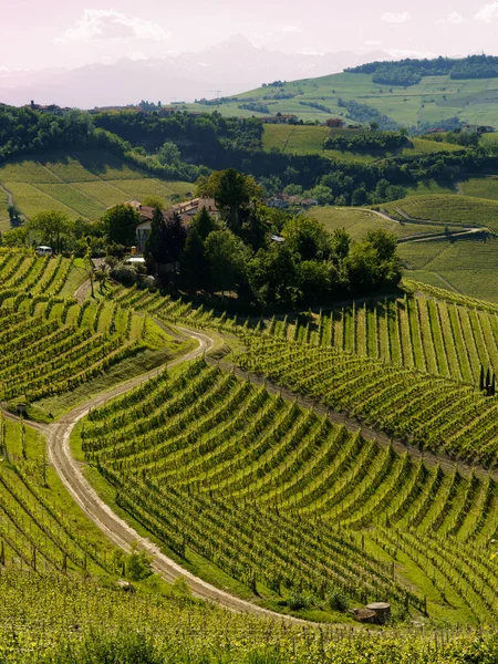 Rural Landscape Vineyards Springtime Langhe Alba Cuneo Province Piedmont Italy — Stock Photo, Image