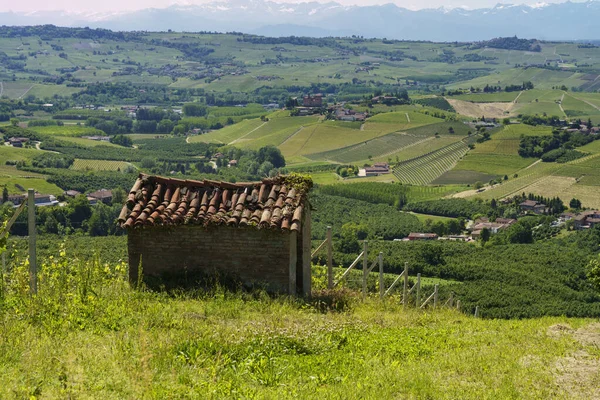 Paisaje Rural Viñedos Primavera Langhe Cerca Alba Provincia Cuneo Piamonte — Foto de Stock
