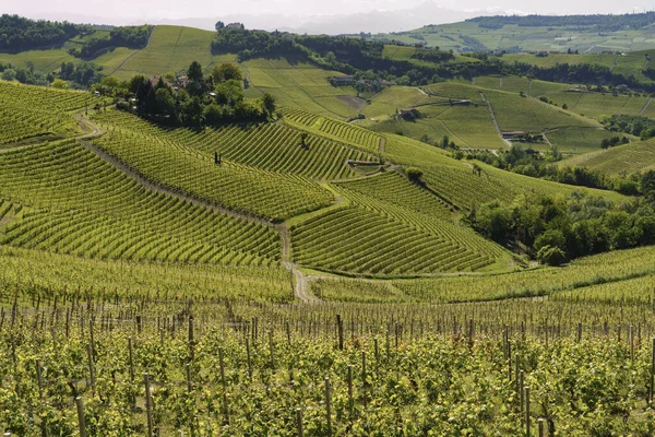 Paysage Rural Vignobles Printemps Langhe Près Alba Province Cuneo Piémont — Photo