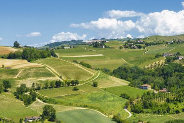Bahar zamanı Langhe 'de Alba, Cuneo ili, Piedmont, İtalya, Unesco Dünya Mirası Bölgesi yakınlarındaki üzüm bağlarının kırsal manzarası.