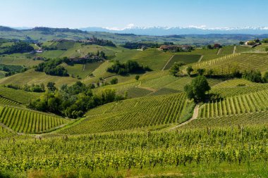 Bahar zamanı Langhe 'de Alba, Cuneo ili, Piedmont, İtalya, Unesco Dünya Mirası Bölgesi yakınlarındaki üzüm bağlarının kırsal manzarası.