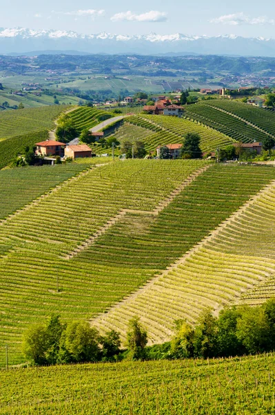 Paysage Rural Vignobles Printemps Langhe Près Alba Province Cuneo Piémont — Photo