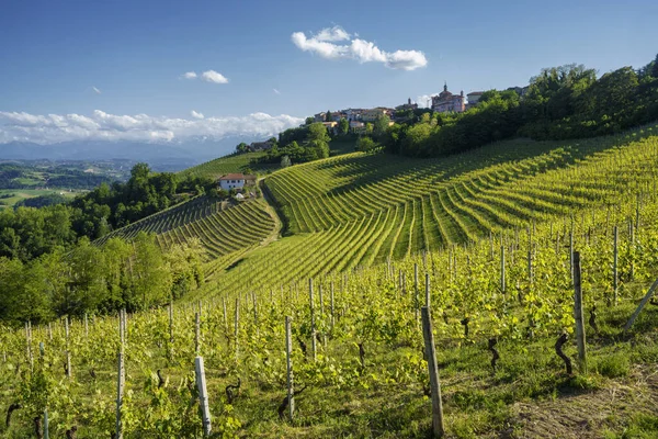 Krajobraz Wiejski Winnic Wiosnę Langhe Koło Alby Prowincja Cuneo Piemont — Zdjęcie stockowe
