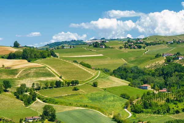 Krajobraz Wiejski Winnic Wiosnę Langhe Koło Alby Prowincja Cuneo Piemont — Zdjęcie stockowe