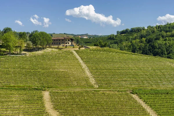 Paisagem Rural Vinhas Primavera Langhe Perto Alba Província Cuneo Piemonte — Fotografia de Stock