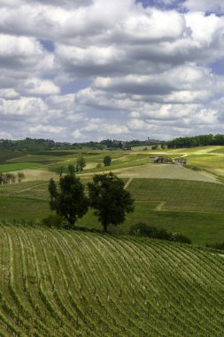 Dogliani, Cuneo ili yakınlarındaki Langhe 'de kırsal alan, Piedmont, İtalya, Unesco Dünya Mirası Bölgesi.