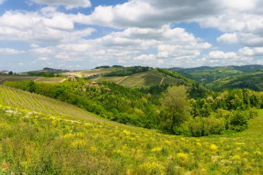 Dogliani, Cuneo ili yakınlarındaki Langhe 'de kırsal alan, Piedmont, İtalya, Unesco Dünya Mirası Bölgesi.