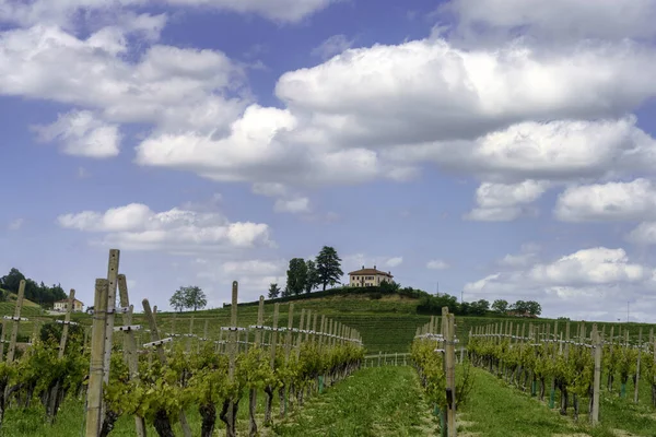 Krajobraz Wiejski Wiosną Langhe Pobliżu Dogliani Prowincja Cuneo Piemont Włochy — Zdjęcie stockowe