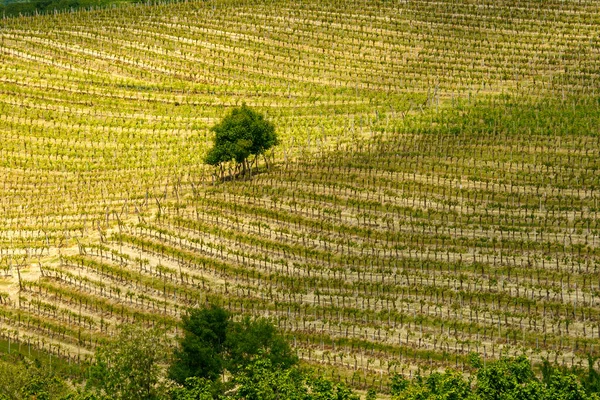 Ländliche Landschaft Frühling Langhe Bei Dogliani Provinz Cuneo Piemont Italien — Stockfoto