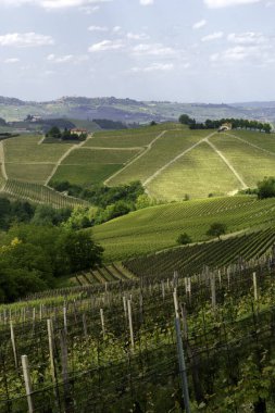 Dogliani, Cuneo ili yakınlarındaki Langhe 'de kırsal alan, Piedmont, İtalya, Unesco Dünya Mirası Bölgesi.