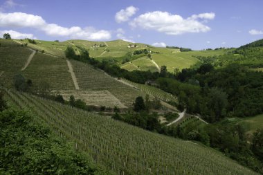 Dogliani, Cuneo ili yakınlarındaki Langhe 'de kırsal alan, Piedmont, İtalya, Unesco Dünya Mirası Bölgesi.