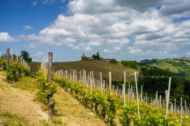 Dogliani, Cuneo ili yakınlarındaki Langhe 'de kırsal alan, Piedmont, İtalya, Unesco Dünya Mirası Bölgesi.