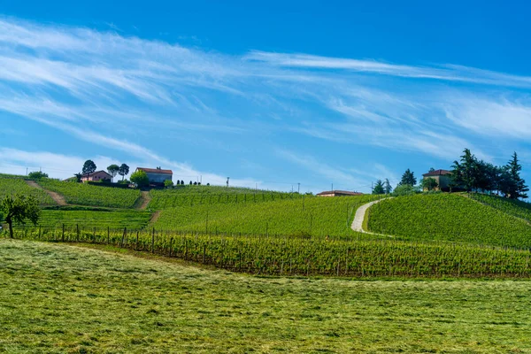 Αμπελώνες Του Monferrato Κοντά Στο Nizza Monferrato Επαρχία Asti Πεδεμόντιο — Φωτογραφία Αρχείου