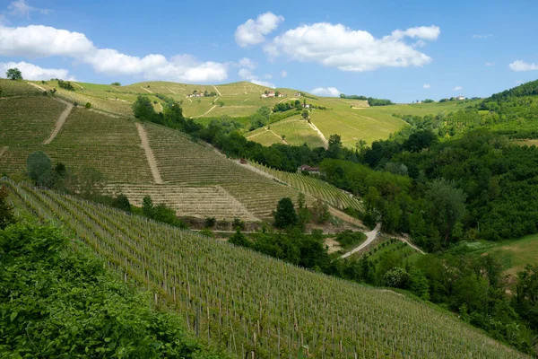 Ländliche Landschaft Frühling Langhe Bei Dogliani Provinz Cuneo Piemont Italien — Stockfoto