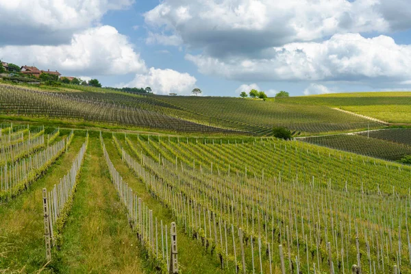 Krajobraz Wiejski Wiosną Langhe Pobliżu Dogliani Prowincja Cuneo Piemont Włochy — Zdjęcie stockowe