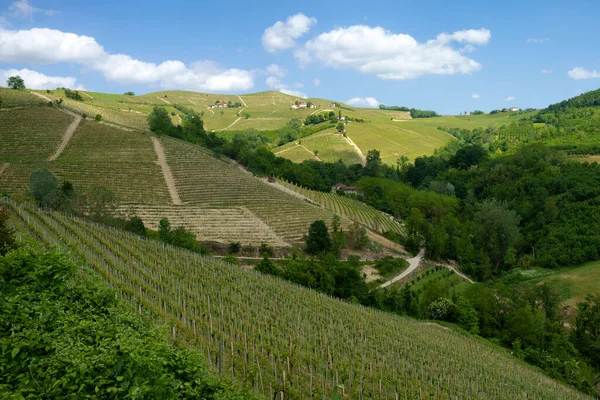 Landskap Våren Langhe Nära Dogliani Cuneo Provinsen Piemonte Italien Unesco Stockbild