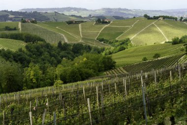 Dogliani, Cuneo ili yakınlarındaki Langhe 'de kırsal alan, Piedmont, İtalya, Unesco Dünya Mirası Bölgesi.
