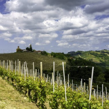 Dogliani, Cuneo ili yakınlarındaki Langhe 'de kırsal alan, Piedmont, İtalya, Unesco Dünya Mirası Bölgesi.