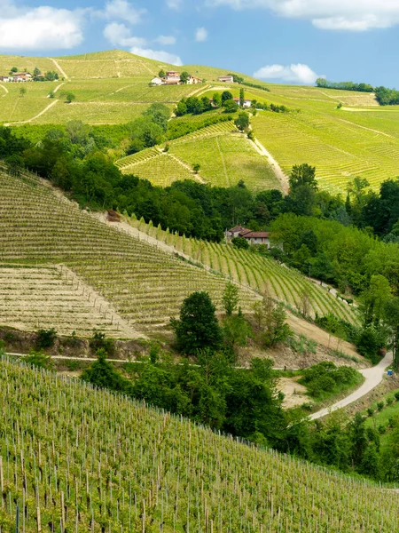 Landelijk Landschap Lente Langhe Bij Dogliani Provincie Cuneo Piemonte Italië — Stockfoto