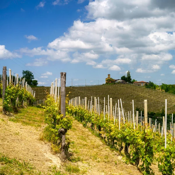 Paesaggio Rurale Primavera Nelle Langhe Vicino Dogliani Provincia Cuneo Piemonte — Foto Stock