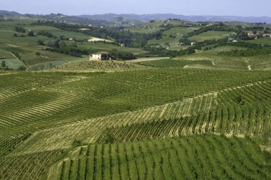Monferrato 'nun üzüm bağları, İtalya' nın Piedmont kentinde, Asti ilinde, Nthe Monferrato yakınlarında.
