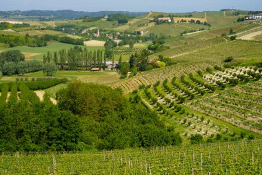 Monferrato 'nun üzüm bağları, İtalya' nın Piedmont kentinde, Asti ilinde, Nthe Monferrato yakınlarında.
