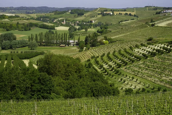 Vinhas Monferrato Perto Nizza Monferrato Província Asti Piemonte Itália Primavera — Fotografia de Stock