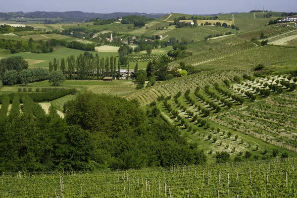 Viñedos Monferrato Cerca Nizza Monferrato Provincia Asti Piamonte Italia Primavera — Foto de Stock