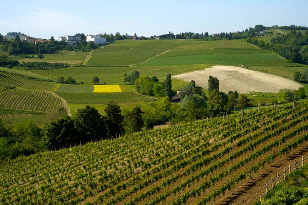 Vineyards Monferrato Nizza Monferrato Asti Province Piedmont Italy Springtime — Stock Photo, Image