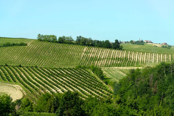 春にイタリアのピードモント州アスティ県ニッツァ モンフェラート近くのモンフェラートのブドウ畑 — ストック写真