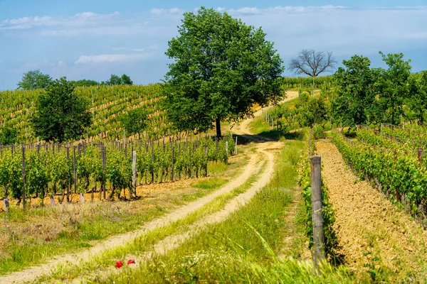 Krajobraz Wiejski Wiosną Monferrato Koło Gavi Prowincja Alessandria Piemont Włochy — Zdjęcie stockowe