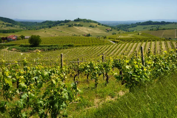 Mombaruzzo Yakınlarındaki Monferrato Üzüm Bağları Asti Ili Piedmont Talya Bahar — Stok fotoğraf