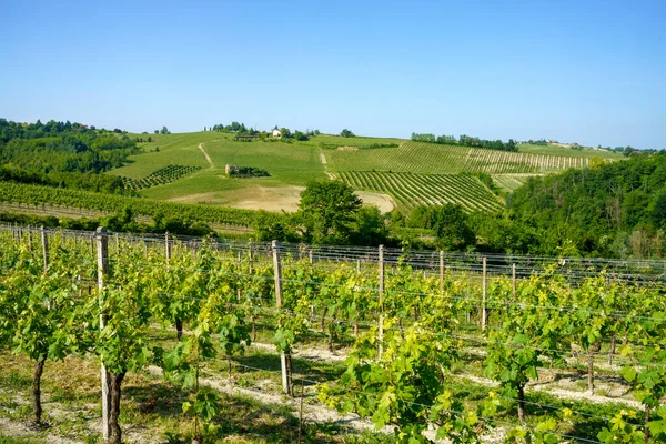 Vigneti Del Monferrato Vicino Nizza Monferrato Provincia Asti Piemonte Italia — Foto Stock