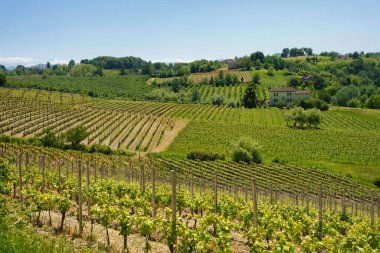 Rivalta Bormida yakınlarındaki Monferrato 'da kırsal alan, Alessandria ili, Piedmont, İtalya, Unesco Dünya Mirası Bölgesi.