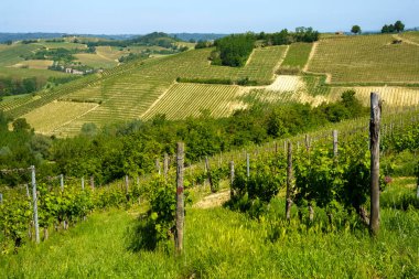 Monferrato 'nun üzüm bağları, İtalya' nın Piedmont kentinde, Asti ilinde, Nthe Monferrato yakınlarında.
