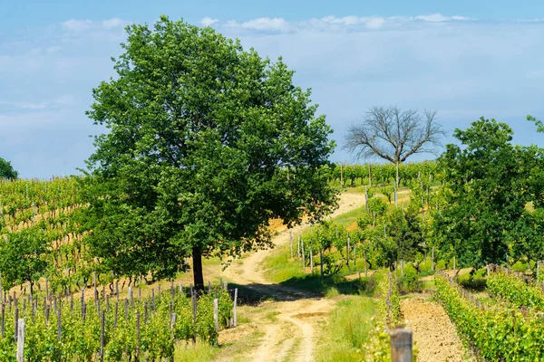 Krajobraz Wiejski Wiosną Monferrato Koło Gavi Prowincja Alessandria Piemont Włochy — Zdjęcie stockowe