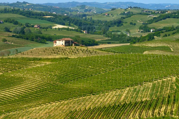 Viñedos Monferrato Cerca Nizza Monferrato Provincia Asti Piamonte Italia Primavera —  Fotos de Stock