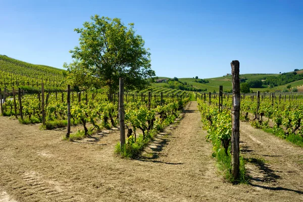 Vinhas Monferrato Perto Mombaruzzo Província Asti Piemonte Itália Primavera — Fotografia de Stock