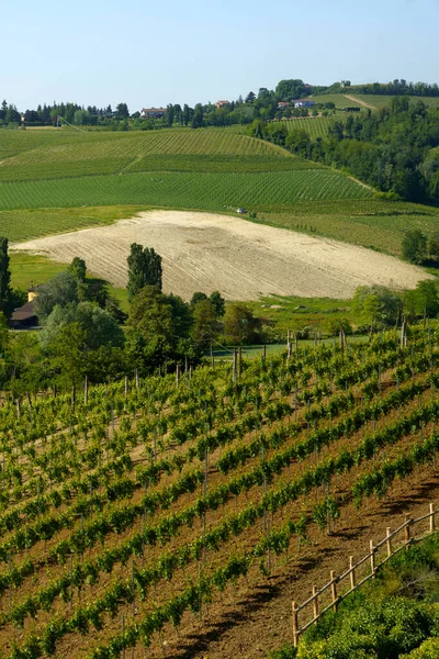 Monferrato Nun Üzüm Bağları Talya Nın Piedmont Kentinde Asti Ilinde — Stok fotoğraf