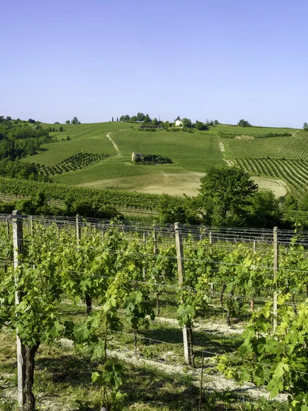 Vigneti Del Monferrato Vicino Nizza Monferrato Provincia Asti Piemonte Italia — Foto Stock