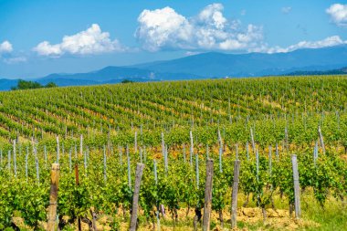 İlkbaharda Monferrato 'da kırsal alan Gavi, Alessandria ili, Piedmont, İtalya, Unesco Dünya Mirası Bölgesi.