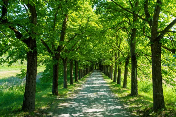 Paisaje Primavera Monferrato Cerca Gavi Provincia Alessandria Piamonte Italia Patrimonio — Foto de Stock