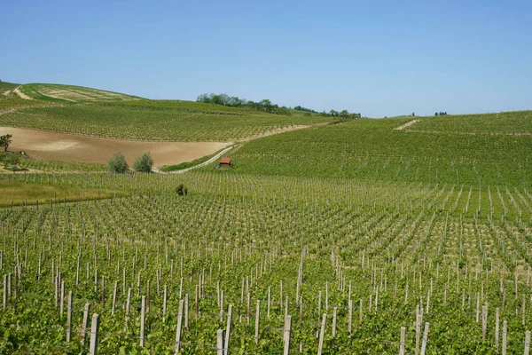 Viñedos Monferrato Cerca Mombaruzzo Provincia Asti Piamonte Italia Primavera — Foto de Stock