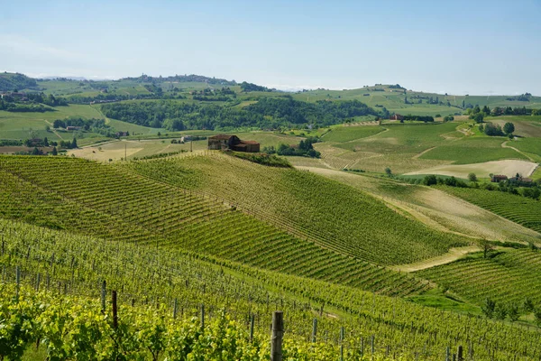 Monferrato Nun Üzüm Bağları Talya Nın Piedmont Kentinde Asti Ilinde — Stok fotoğraf