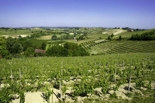 Vinodlingar Monferrato Nära Nizza Monferrato Asti Provinsen Piemonte Italien Våren — Stockfoto