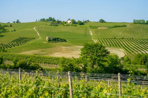 Winnice Monferrato Pobliżu Nizza Monferrato Prowincja Asti Piemont Włochy Wiosną — Zdjęcie stockowe