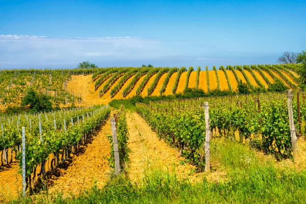 Paisagem Rural Primavera Monferrato Perto Gavi Província Alessandria Piemonte Itália — Fotografia de Stock