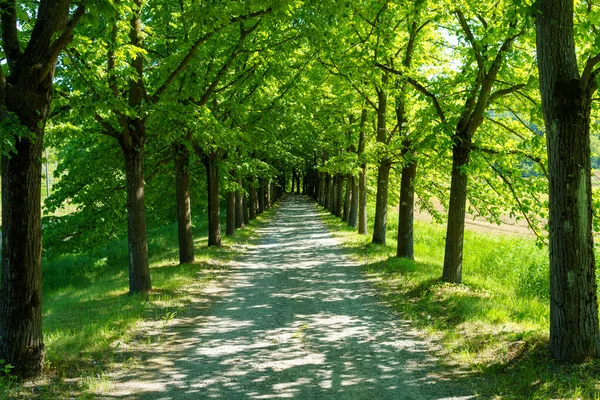 Paesaggio Primaverile Nel Monferrato Vicino Gavi Provincia Alessandria Piemonte Italia — Foto Stock